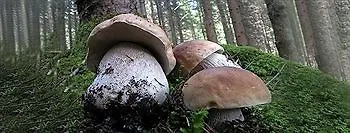 Orso Grigio 4* بيسكول